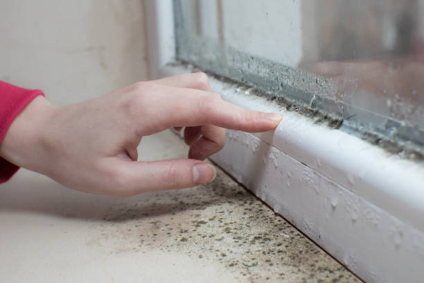 Dehumidification Services in Blair, WI